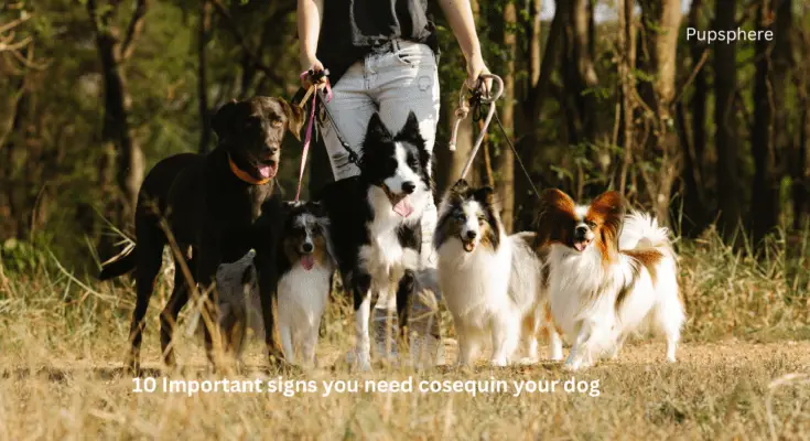 cosequin for dogs