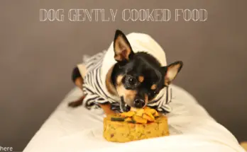 Gently Cooked Dog Food