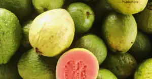 Can Dogs Eat Guava?