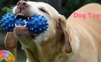 Dog Toys