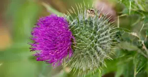 Milk Thistle For Dogs