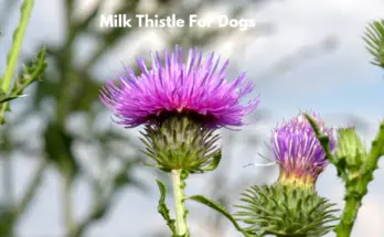 Milk Thistle