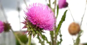 Benefits of Milk Thistle