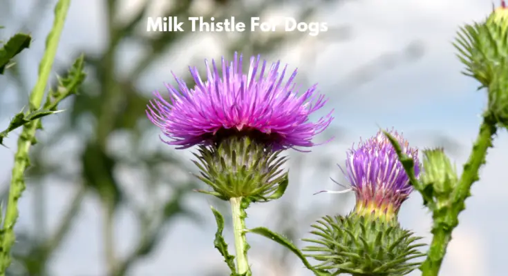 Milk Thistle