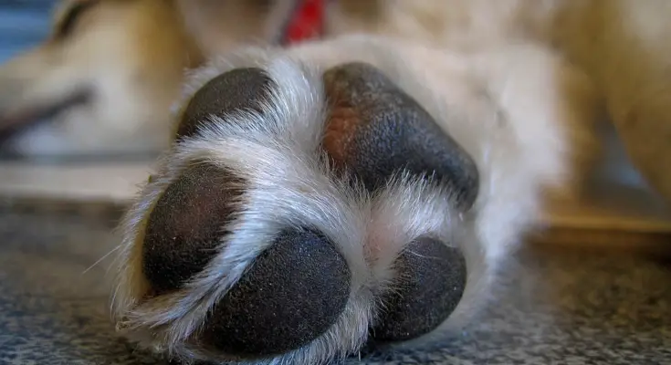 why dogs lick their paws