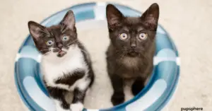 dog-proof litter boxes