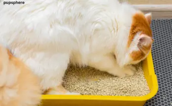 dog-proof litter boxes