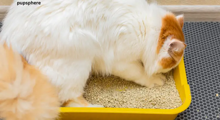 dog-proof litter boxes