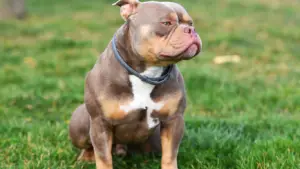 American Bully