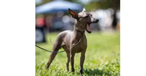 Chinese Crested