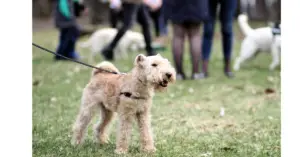 Lakeland Terrier