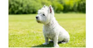 West Highland White Terrier (Westie)