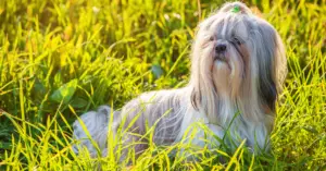 Shih Tzu