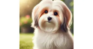 Havanese