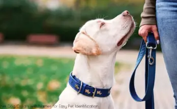 Leather Dog Collars with Names for Easy Pet Identification